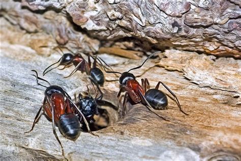 夢見很多螞蟻是幾號 金錢樹分盆